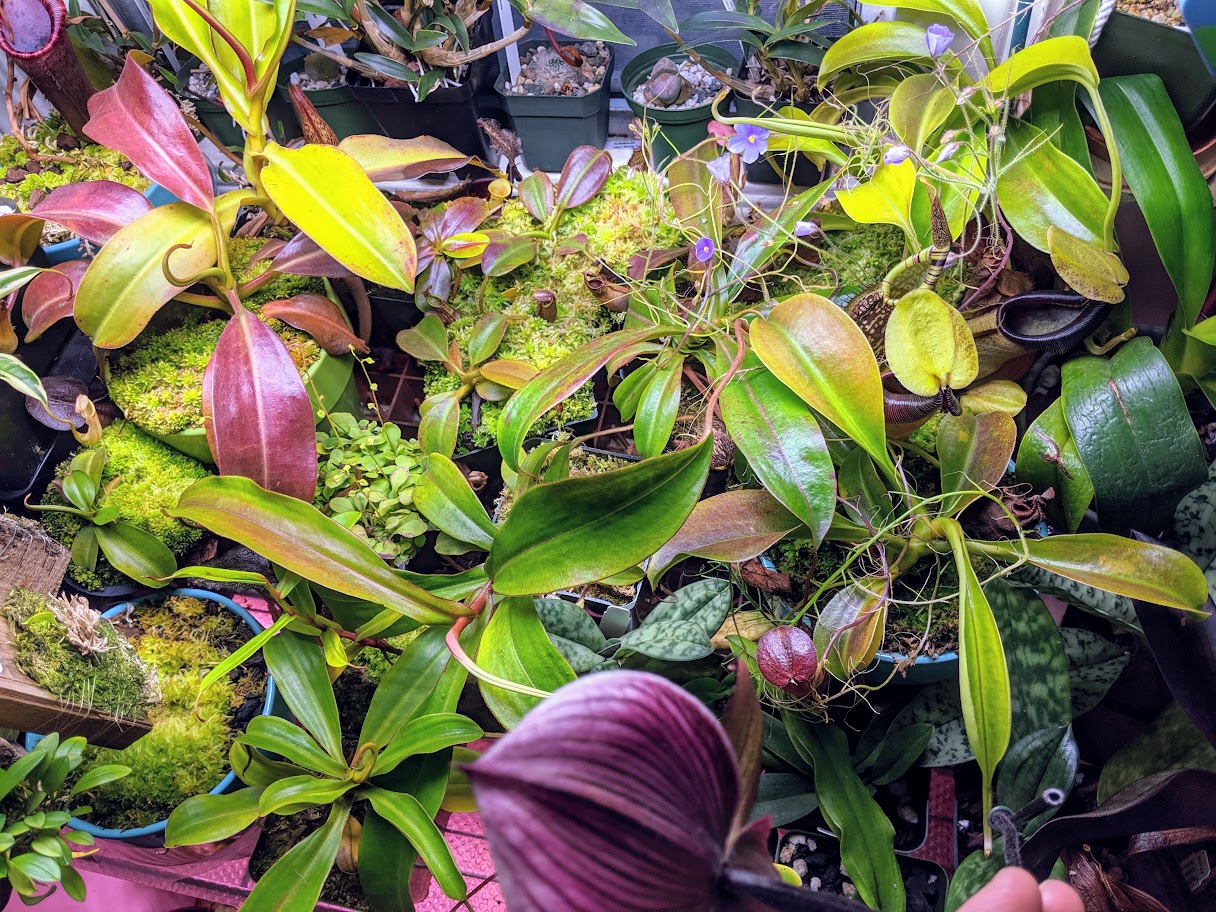 Darlingtonia Josephine County OR